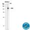 iNOS antibody, MAB9502, R&D Systems, Western Blot image 