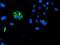 Calcium Modulating Ligand antibody, NBP2-01801, Novus Biologicals, Immunofluorescence image 