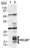 Glycosylphosphatidylinositol Anchored High Density Lipoprotein Binding Protein 1 antibody, NB110-55293, Novus Biologicals, Western Blot image 