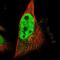 Secernin 2 antibody, NBP1-85994, Novus Biologicals, Immunofluorescence image 