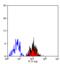 Adhesion G Protein-Coupled Receptor E2 antibody, MCA2330, Bio-Rad (formerly AbD Serotec) , Western Blot image 