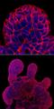 Cadherin 1 antibody, AF748, R&D Systems, Immunofluorescence image 