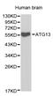 Autophagy Related 13 antibody, LS-C192266, Lifespan Biosciences, Western Blot image 