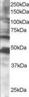 Cytoplasmic Polyadenylation Element Binding Protein 1 antibody, TA302946, Origene, Western Blot image 