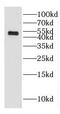 Galactose-3-O-sulfotransferase 3 antibody, FNab03303, FineTest, Western Blot image 