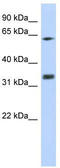 Receptor For Activated C Kinase 1 antibody, TA345944, Origene, Western Blot image 