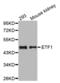 Eukaryotic Translation Termination Factor 1 antibody, abx004537, Abbexa, Western Blot image 