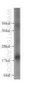 Ubiquitously Expressed Prefoldin Like Chaperone antibody, 11047-1-AP, Proteintech Group, Western Blot image 