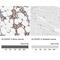 Arachidonate 5-Lipoxygenase Activating Protein antibody, NBP1-84666, Novus Biologicals, Immunohistochemistry paraffin image 