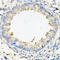 Calumenin antibody, 22-295, ProSci, Immunohistochemistry frozen image 