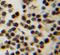 DnaJ Heat Shock Protein Family (Hsp40) Member B1 antibody, FNab02442, FineTest, Immunohistochemistry paraffin image 