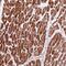 ADP-Ribosyltransferase 5 antibody, PA5-60610, Invitrogen Antibodies, Immunohistochemistry frozen image 