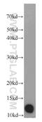 Death Inducer-Obliterator 1 antibody, 11790-1-AP, Proteintech Group, Western Blot image 