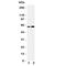 Cell Division Cycle 6 antibody, R31322, NSJ Bioreagents, Western Blot image 