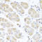 Microseminoprotein Beta antibody, 13-424, ProSci, Immunohistochemistry paraffin image 
