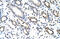 KH RNA Binding Domain Containing, Signal Transduction Associated 3 antibody, 29-385, ProSci, Immunohistochemistry frozen image 