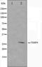 TIMP Metallopeptidase Inhibitor 4 antibody, orb224572, Biorbyt, Western Blot image 