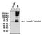 Tubulin Beta 3 Class III antibody, NBP2-37816, Novus Biologicals, Immunoprecipitation image 