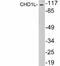 Chromodomain Helicase DNA Binding Protein 1 Like antibody, A05749, Boster Biological Technology, Western Blot image 