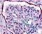 HER4 antibody, 48-178, ProSci, Immunohistochemistry frozen image 
