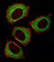Mitogen-Activated Protein Kinase Kinase 2 antibody, MBS9213722, MyBioSource, Immunofluorescence image 