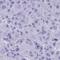 Olfactory Receptor Family 5 Subfamily J Member 2 antibody, HPA059466, Atlas Antibodies, Immunohistochemistry paraffin image 