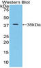 ICAp69 antibody, LS-C300899, Lifespan Biosciences, Western Blot image 