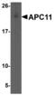 Anaphase Promoting Complex Subunit 11 antibody, NBP1-76260, Novus Biologicals, Western Blot image 