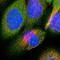 Oxysterol Binding Protein Like 3 antibody, HPA000691, Atlas Antibodies, Immunofluorescence image 