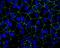 Tight Junction Protein 1 antibody, 40-2200, Invitrogen Antibodies, Immunofluorescence image 