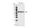 Apoptosis Inducing Factor Mitochondria Associated 1 antibody, 5318T, Cell Signaling Technology, Western Blot image 