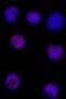 T-Box 21 antibody, 644834, BioLegend, Immunocytochemistry image 
