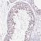 Testis Expressed 15, Meiosis And Synapsis Associated antibody, NBP1-84347, Novus Biologicals, Immunohistochemistry paraffin image 