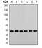 RB Binding Protein 7, Chromatin Remodeling Factor antibody, orb341206, Biorbyt, Western Blot image 
