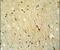 Von Willebrand Factor A Domain Containing 3B antibody, PA5-23810, Invitrogen Antibodies, Immunohistochemistry frozen image 