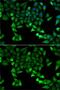 TPS1 antibody, GTX32931, GeneTex, Immunofluorescence image 