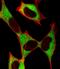 Stathmin-2 antibody, M04729, Boster Biological Technology, Immunofluorescence image 