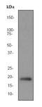 Peptidylprolyl Cis/Trans Isomerase, NIMA-Interacting 1 antibody, ab76309, Abcam, Western Blot image 