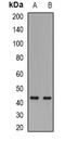 Fc Fragment Of IgM Receptor antibody, abx141327, Abbexa, Western Blot image 
