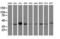 Alpha-1,4-N-Acetylglucosaminyltransferase antibody, LS-C336963, Lifespan Biosciences, Western Blot image 
