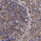 Programmed Cell Death 10 antibody, LS-C332244, Lifespan Biosciences, Immunohistochemistry paraffin image 