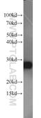 RNA Transcription, Translation And Transport Factor antibody, 19848-1-AP, Proteintech Group, Western Blot image 