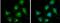 Dihydrolipoamide Dehydrogenase antibody, NBP1-31302, Novus Biologicals, Immunofluorescence image 