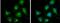 DLD antibody, NBP1-31302, Novus Biologicals, Immunofluorescence image 