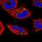 Sorting Nexin 7 antibody, NBP1-86276, Novus Biologicals, Immunofluorescence image 