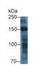 Myomesin 2 antibody, abx131661, Abbexa, Western Blot image 