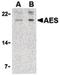 TLE Family Member 5, Transcriptional Modulator antibody, LS-B1326, Lifespan Biosciences, Western Blot image 