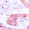 Apolipoprotein E antibody, orb213571, Biorbyt, Immunohistochemistry paraffin image 