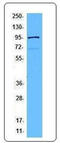 Signal Transducer And Activator Of Transcription 5B antibody, LS-B1679, Lifespan Biosciences, Western Blot image 
