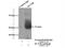 Potassium Voltage-Gated Channel Subfamily J Member 8 antibody, 14954-1-AP, Proteintech Group, Immunoprecipitation image 